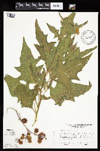 Image Associated With the Occurrence