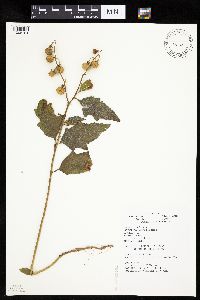 Image Associated With the Occurrence