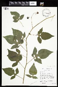 Media resource of Solanum dulcamara
