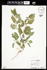 Solanum nigrum image
