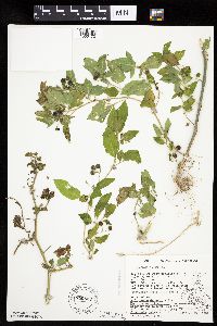 Solanum nigrum image