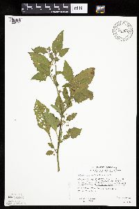 Solanum nigrum image