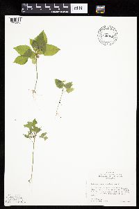 Solanum nigrum image