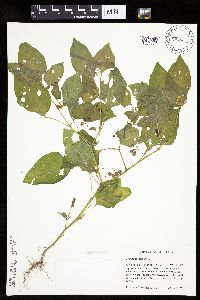 Solanum nigrum image