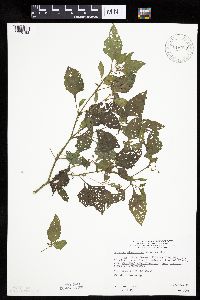 Solanum nigrum image