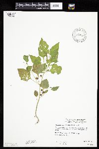 Solanum nigrum image