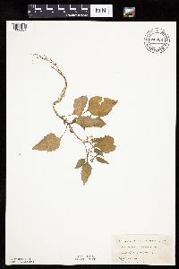 Solanum nigrum image