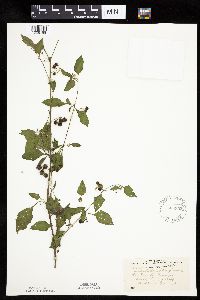 Solanum nigrum image