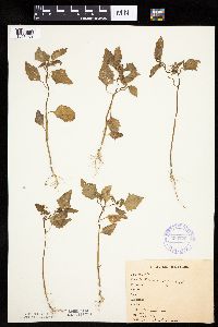Solanum nigrum image