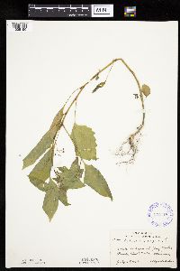 Solanum nigrum image