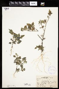 Solanum nigrum image