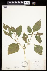 Solanum nigrum image