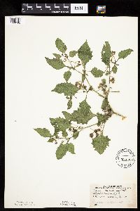 Solanum nigrum image