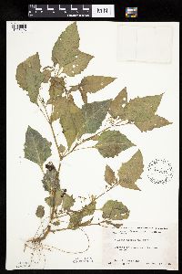 Solanum nigrum image