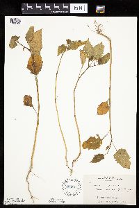 Solanum nigrum image