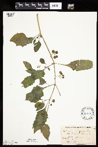 Solanum nigrum image