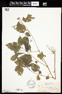 Solanum nigrum image