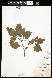 Solanum nigrum image