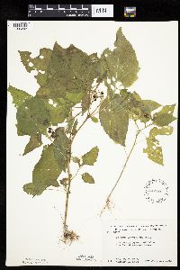 Solanum nigrum image