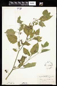Solanum nigrum image