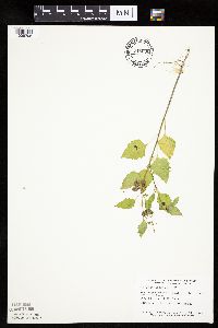 Solanum nigrum image