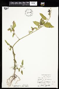 Solanum nigrum image