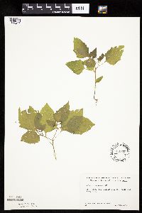 Solanum nigrum image