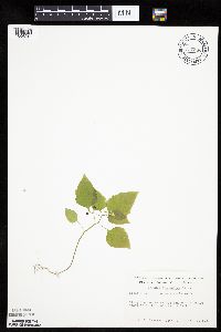 Solanum nigrum image