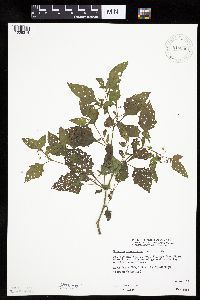 Solanum nigrum image