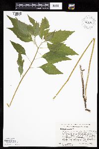 Solanum nigrum image