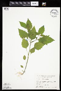 Solanum nigrum image
