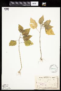 Solanum nigrum image