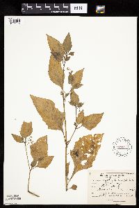 Solanum nigrum image