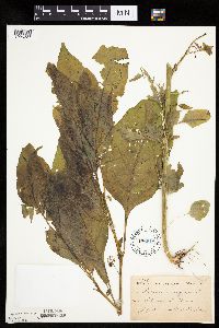 Solanum nigrum image