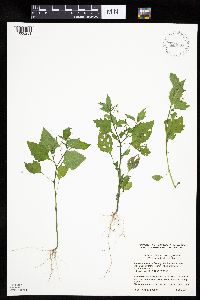 Solanum nigrum image