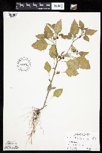 Solanum nigrum image