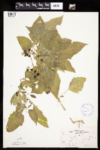 Solanum nigrum image