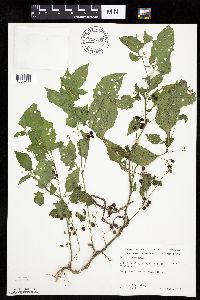 Solanum nigrum image