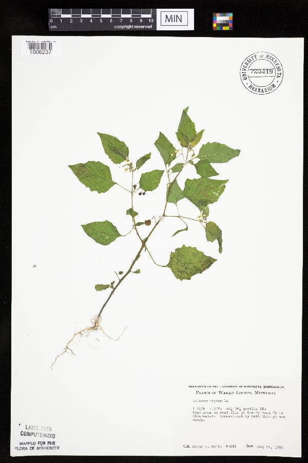 Solanum nigrum image