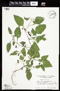 Solanum nigrum image