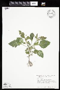 Solanum nigrum image