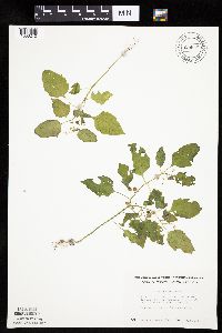 Solanum nigrum image