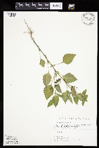 Solanum nigrum image