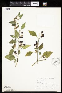 Solanum nigrum image