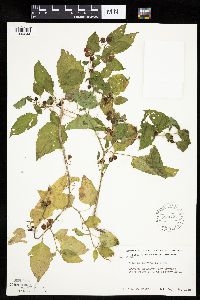 Solanum nigrum image