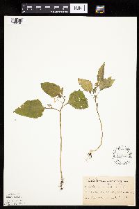 Solanum nigrum image
