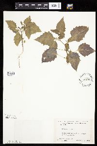 Solanum nigrum image