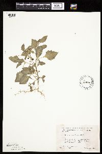Solanum nigrum image