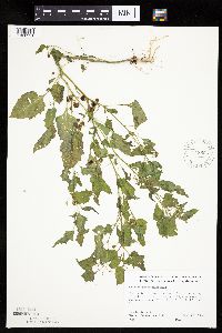 Solanum nigrum image