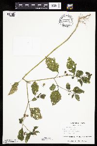 Solanum nigrum image